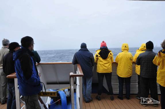 Todos no convés para observar os pássaros de Shag Rocks, entre Falkland e Geórgia do Sul
